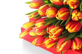 郁金香鲜花图片下载